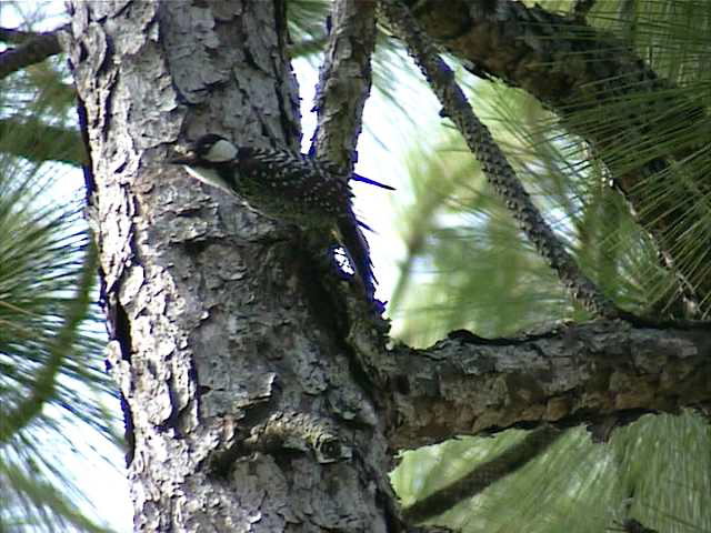 redcockadedwoodpecker005.jpg