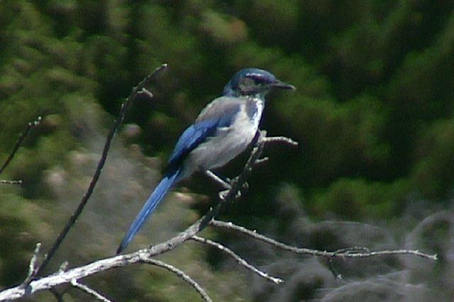 westernscrubjay007.jpg