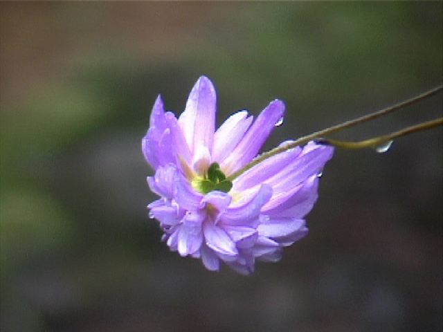 flower03.jpg