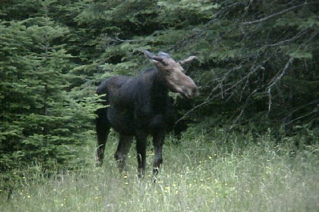 moose124.jpg