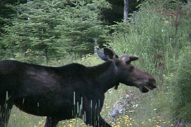 moose125.jpg
