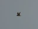 click thumbnail to load image