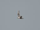 click thumbnail to load image