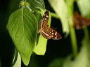 click thumbnail to load image