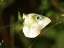 click thumbnail to load image