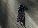 click thumbnail to load image