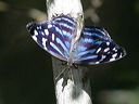 click thumbnail to load image