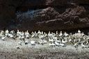click thumbnail to load image