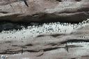 click thumbnail to load image