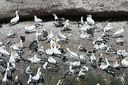click thumbnail to load image