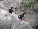 click thumbnail to load image