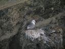 click thumbnail to load image