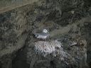click thumbnail to load image