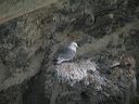 click thumbnail to load image
