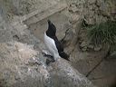 click thumbnail to load image