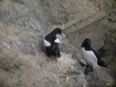 click thumbnail to load image