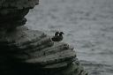 click thumbnail to load image