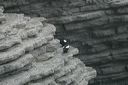 click thumbnail to load image