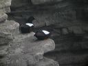 click thumbnail to load image