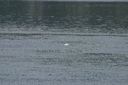 click thumbnail to load image