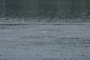 click thumbnail to load image