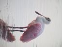 click thumbnail to load image
