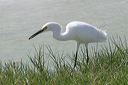 click thumbnail to load image