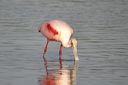 click thumbnail to load image