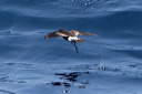 click thumbnail to load image