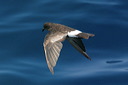 click thumbnail to load image