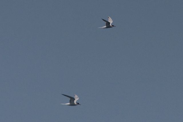 2010-06-03-487.jpg