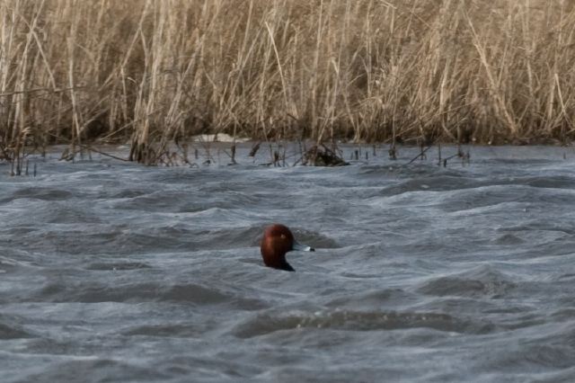 2011-04-05-526.jpg